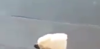 —Mamá ¿puedo adoptar un perro? —Mejor adopta una cacatúa, ladran igual.