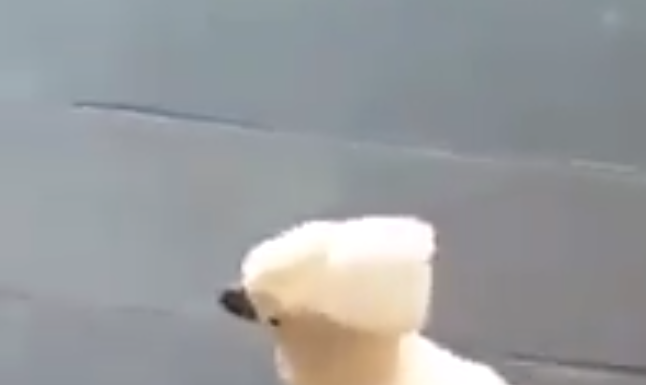 —Mamá ¿puedo adoptar un perro? —Mejor adopta una cacatúa, ladran igual.