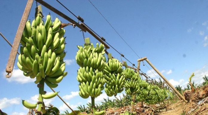 ICA declara emergencia nacional por hongo que afecta el cultivo del banano