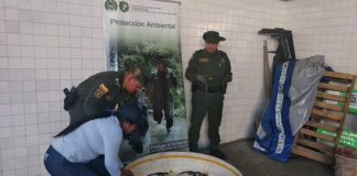 Policía Ambiental rescata 20 crías de babilla