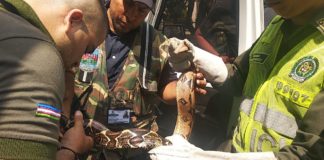 Rescate de serpiente en el barrio Limonar