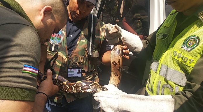 Rescate de serpiente en el barrio Limonar