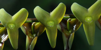 Nueva especie de orquídea descubierta en los Farallones de Cali