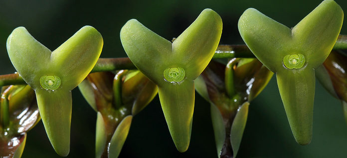 Nueva especie de orquídea descubierta en los Farallones de Cali