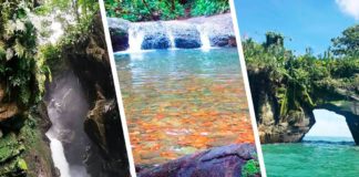 Valle del Cauca está listo para brillar en la vitrina Anato 2020