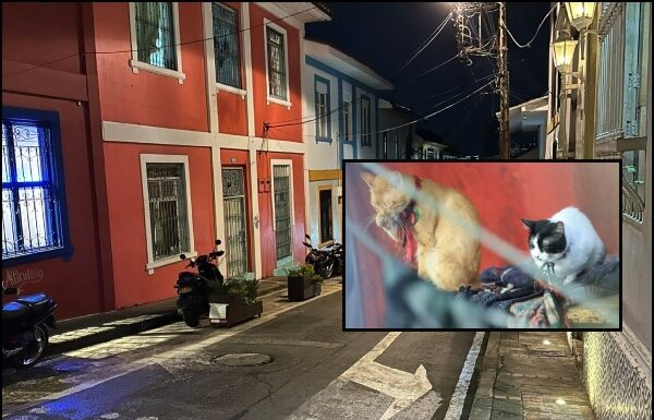 Habitantes de San Antonio denuncian numeroso envenenamiento de gatos